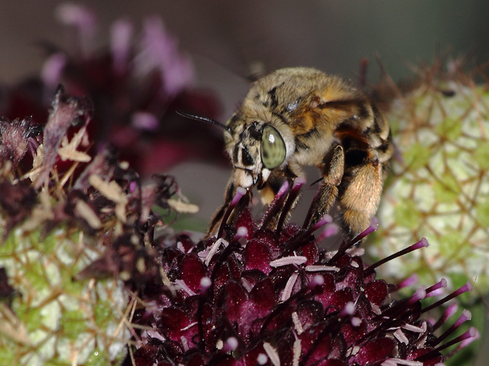 ab_anthophora_bimaculata_2016_03.jpg