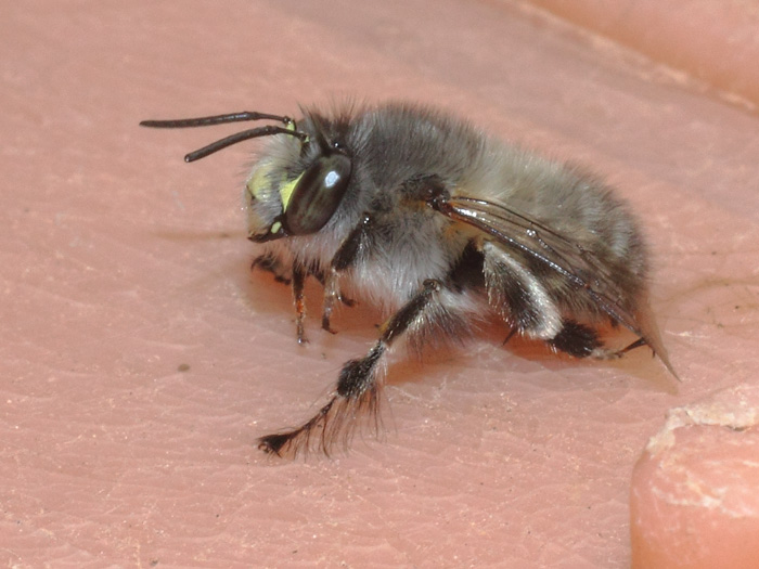 ab_anthophora_plumipes_2017_03.jpg