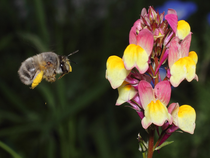 ab_anthophora_plumipes_2018_03.jpg