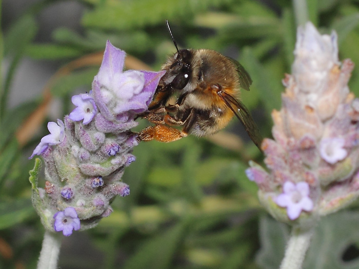 ab_anthophora_sp_2018_01.jpg