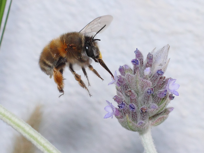 ab_anthophora_sp_2018_03.jpg