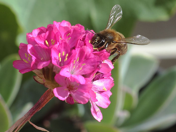 ab_apis_mellifera_2015_01.jpg