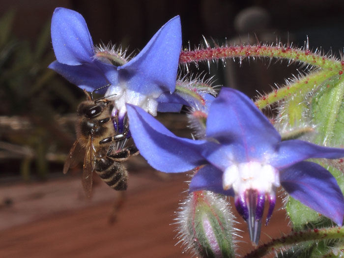 ab_apis_mellifera_2015_04.jpg