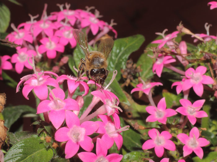 ab_apis_mellifera_2016_01.jpg
