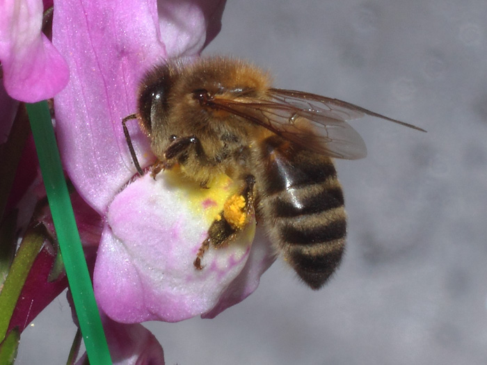 ab_apis_mellifera_2017_01.jpg
