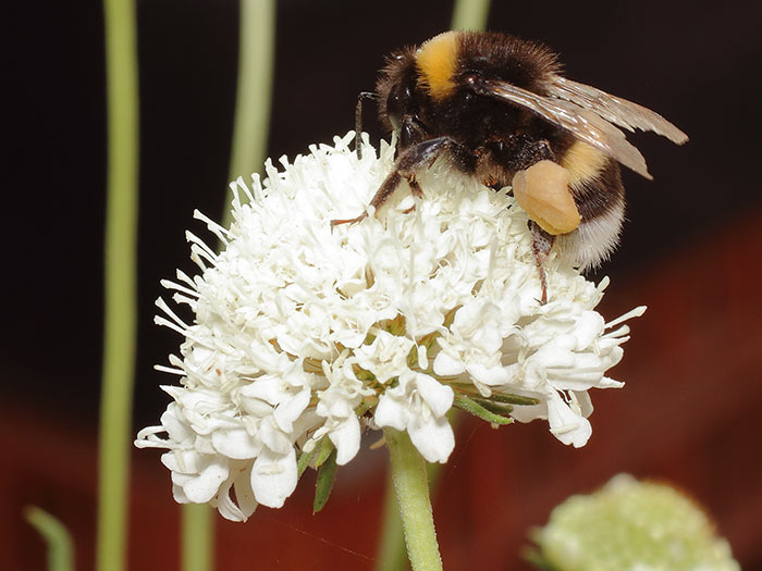 ab_bombus_sp_2018_01.jpg