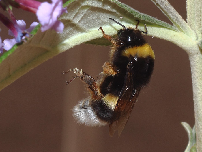 ab_bombus_terrestris_2016_01.jpg