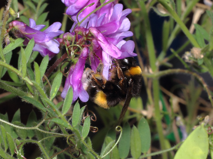 ab_bombus_terrestris_2017_02.jpg