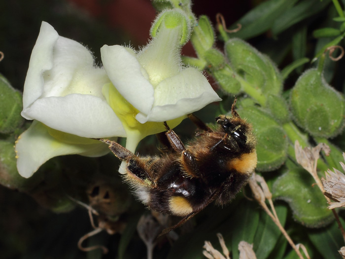 ab_bombus_terrestris_2017_05.jpg