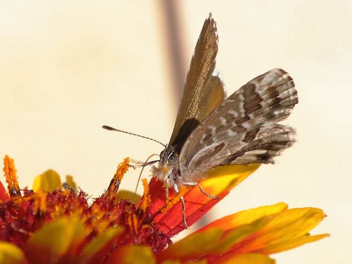 ab_cacyreus_marshalli_2015_01.jpg
