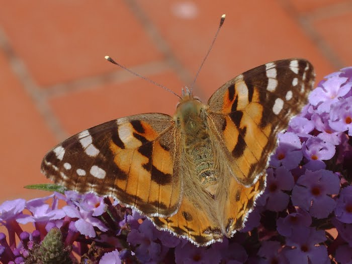 ab_cynthia_cardui_2016_01.jpg