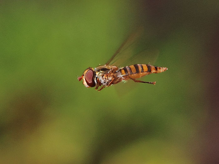 ab_episyrphus_balteatus_2015_01.jpg