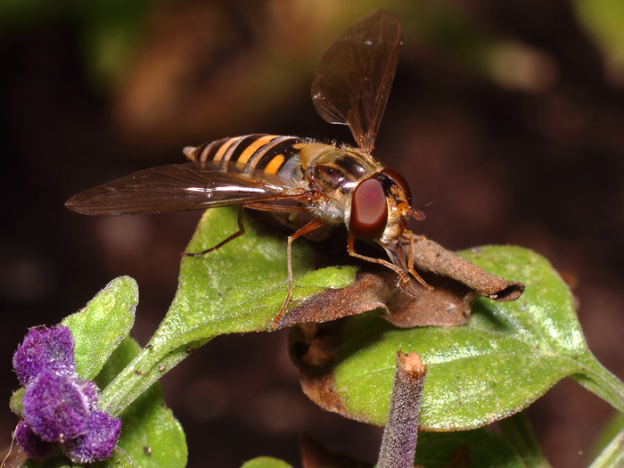 ab_episyrphus_balteatus_2017_021.jpg