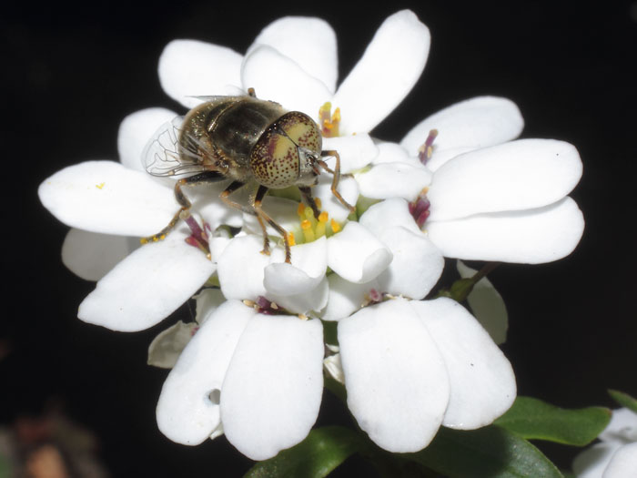 ab_eristalinus_aeneus_2015_01.jpg