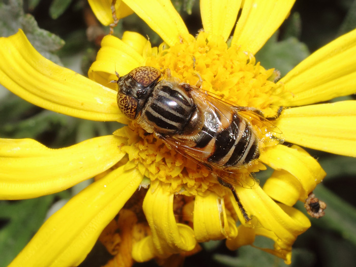 ab_eristalinus_megacephalus_2017_01.jpg
