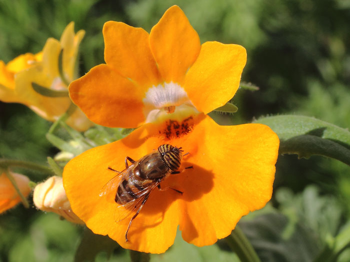 ab_eristalinus_taeniops_2016_01.jpg
