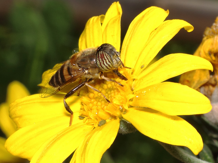 ab_eristalinus_taeniops_2017_01.jpg