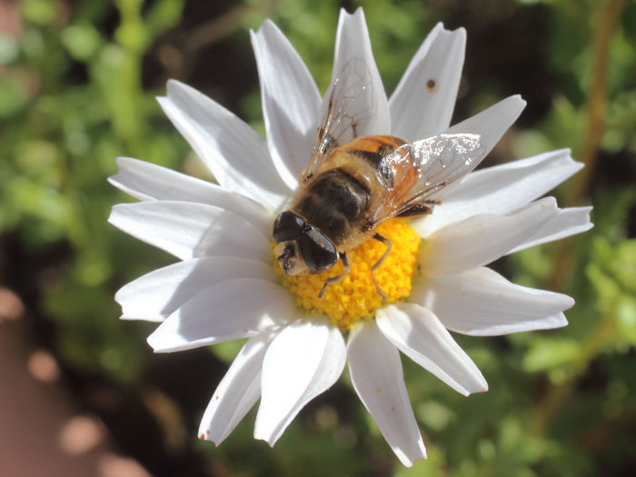 ab_eristalis_tenax_2016_01.jpg