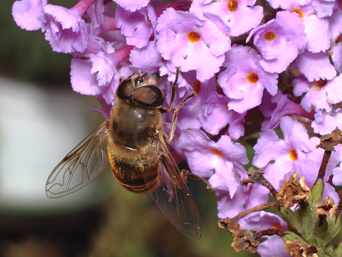 ab_eristalis_tenax_2017_01.jpg