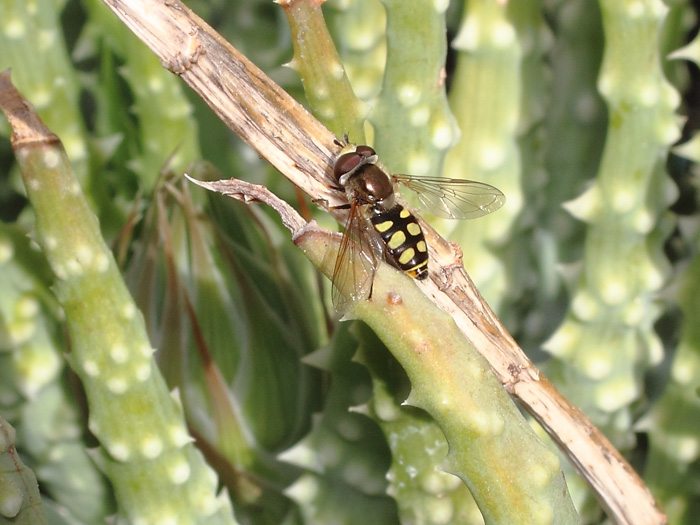 ab_eupeodes_corollae_2018_01.jpg