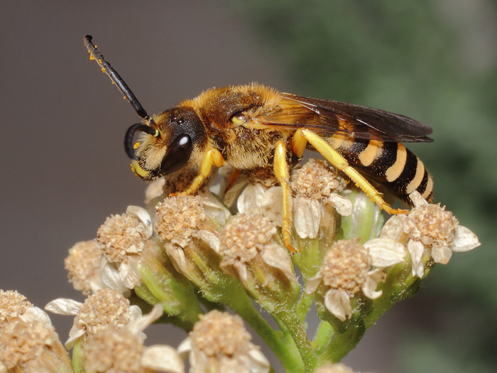 ab_halictus_scabiosae_2017_03.jpg