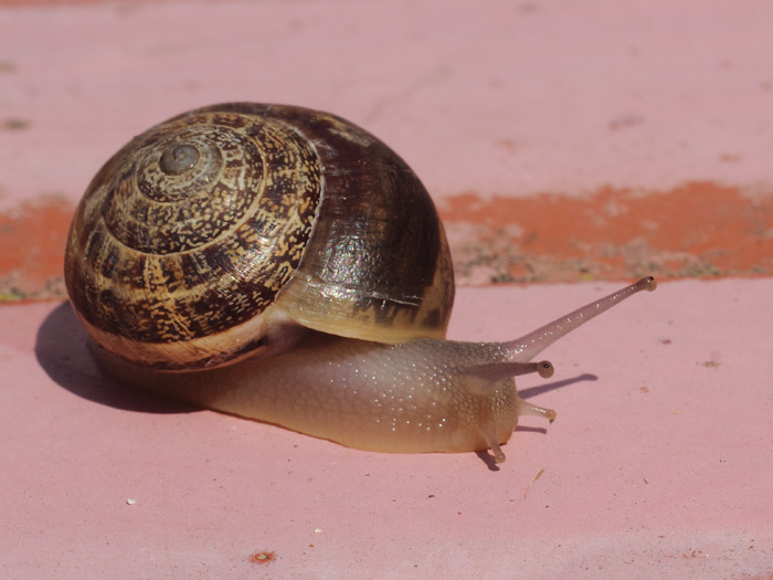 ab_helix_aspersa_2014_01.jpg