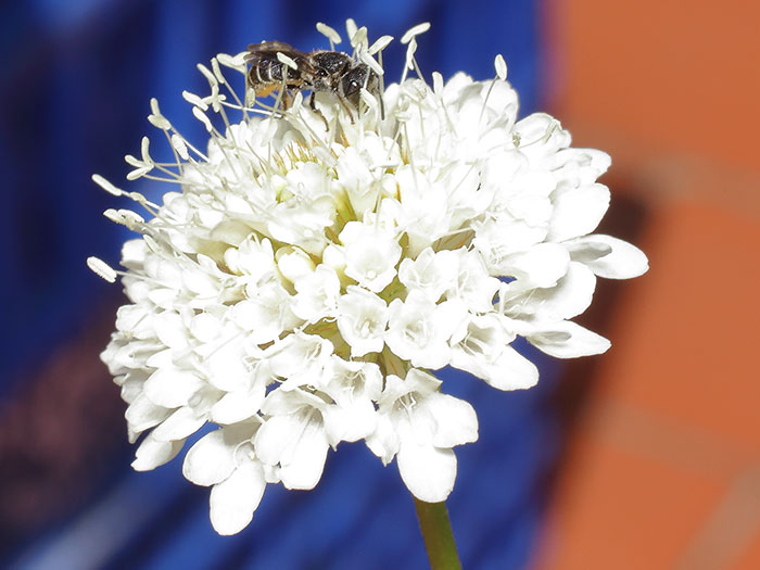 ab_heriades_sp_2018_01.jpg