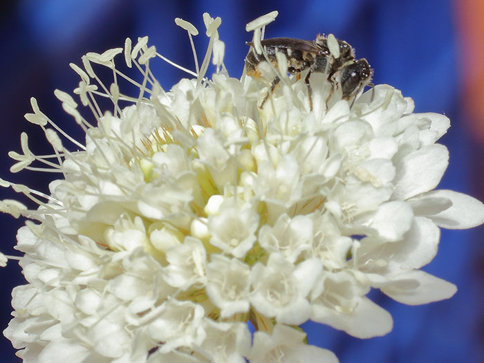 ab_heriades_sp_2018_02.jpg