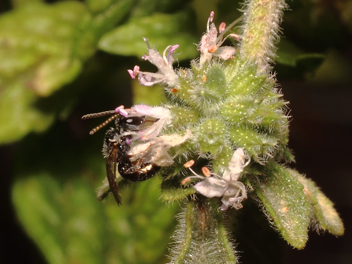 ab_lasioglossum_sp_2016_05.jpg