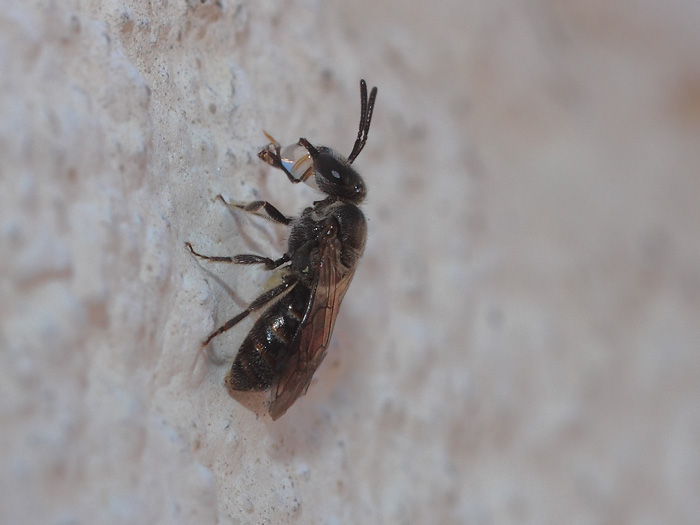 ab_lasioglossum_sp_2016_06.jpg