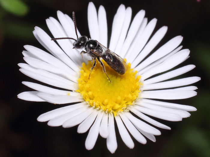 ab_lasioglossum_sp_2017_11.jpg