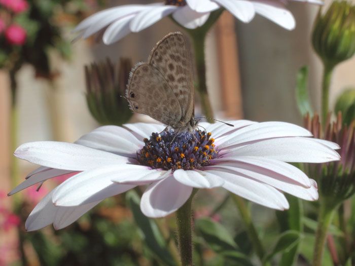 ab_leptotes_pirithous_2016_01.jpg