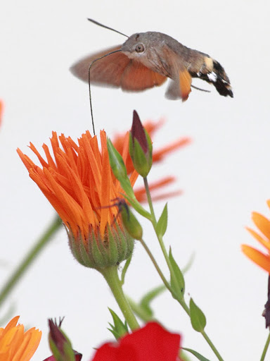 ab_macroglossum_stellatarum_2014_04.jpg