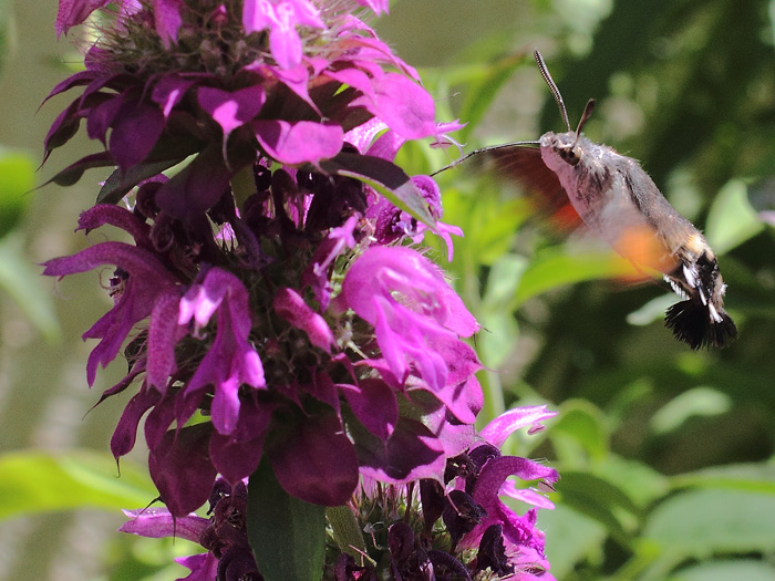 ab_macroglossum_stellatarum_2014_06.jpg