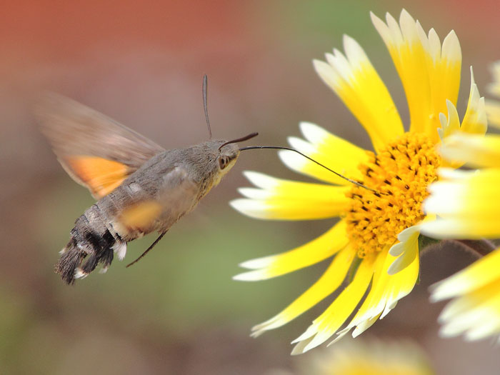 ab_macroglossum_stellatarum_2015_01.jpg