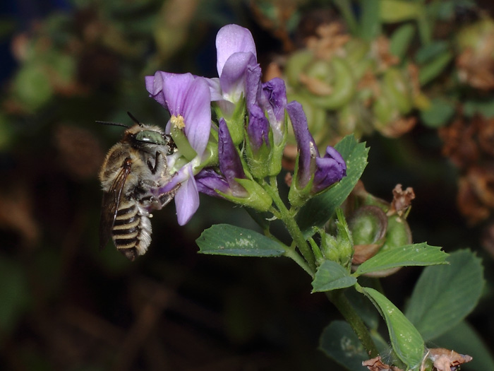 ab_megachile_pilidens_2017_04.jpg
