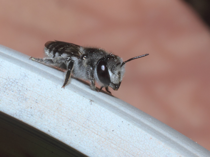 ab_megachile_sp_2016_03.jpg