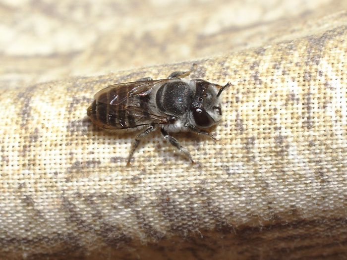 ab_megachile_sp_2017_09.jpg