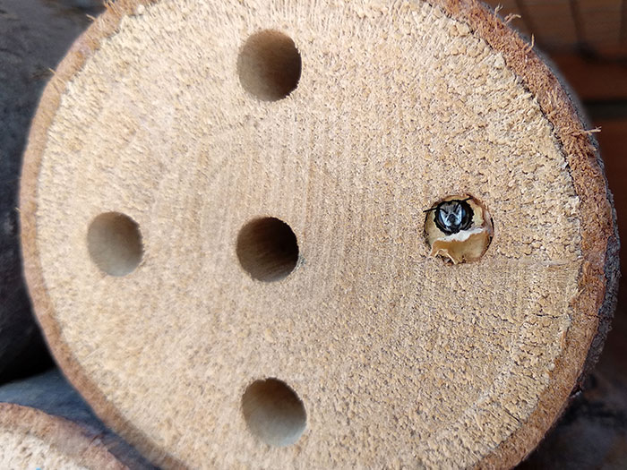 ab_megachile_sp_2018_08.jpg