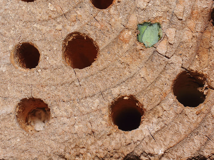 ab_megachilidae_2018_01.jpg