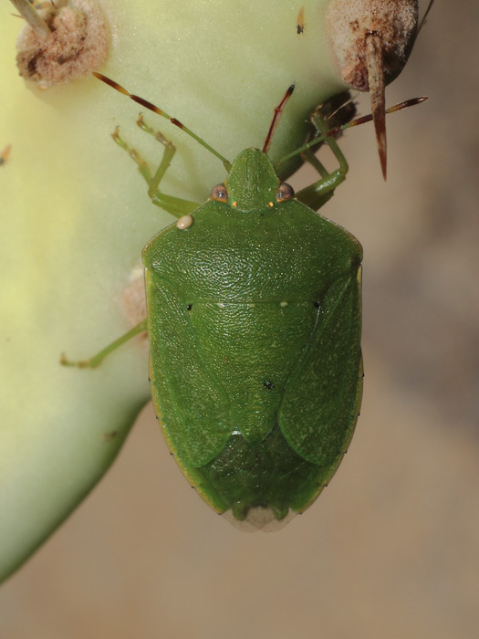 ab_nezara_viridula_2014_01.jpg