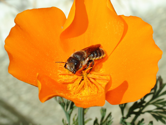 ab_osmia_sp_2018_01.jpg