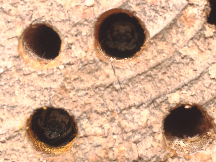 ab_osmia_sp_2018_02.jpg