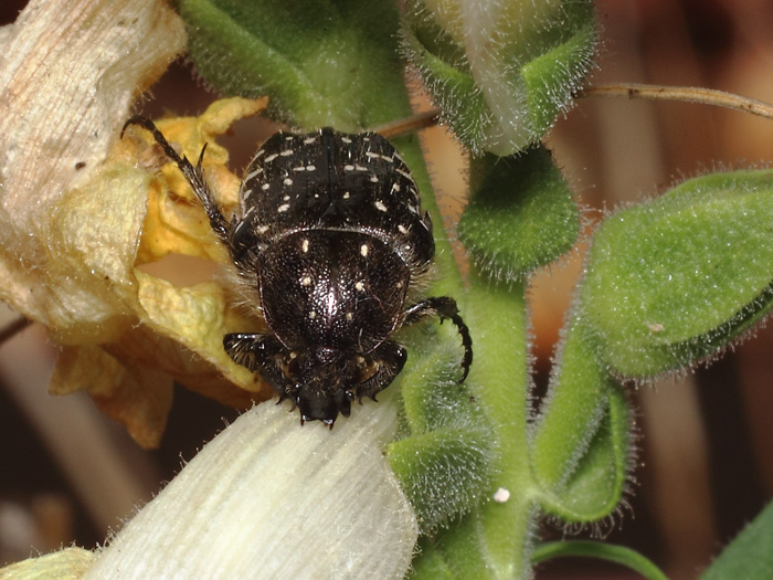 ab_oxythyrea_funesta_2017_01.jpg