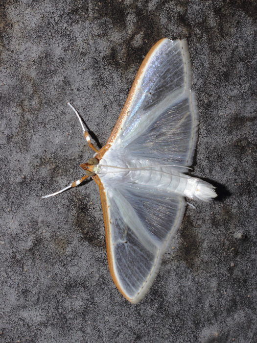 ab_palpita_vitrealis.jpg