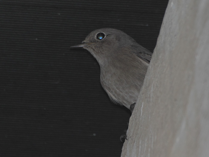 ab_phoenicurus_ochruros_2014_01.jpg