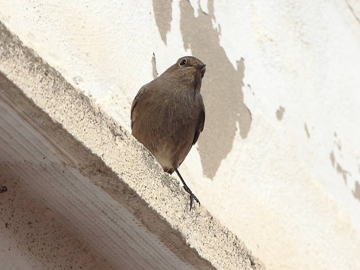 ab_phoenicurus_ochruros_2017_01.jpg