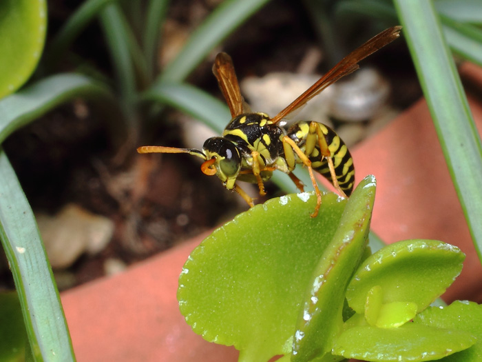 ab_polistes_dominula_2017_02.jpg