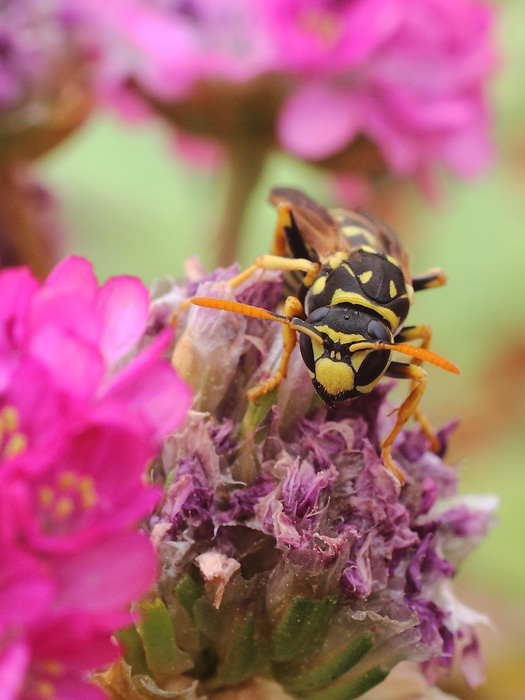 ab_polistes_gallicus_2014_01.jpg