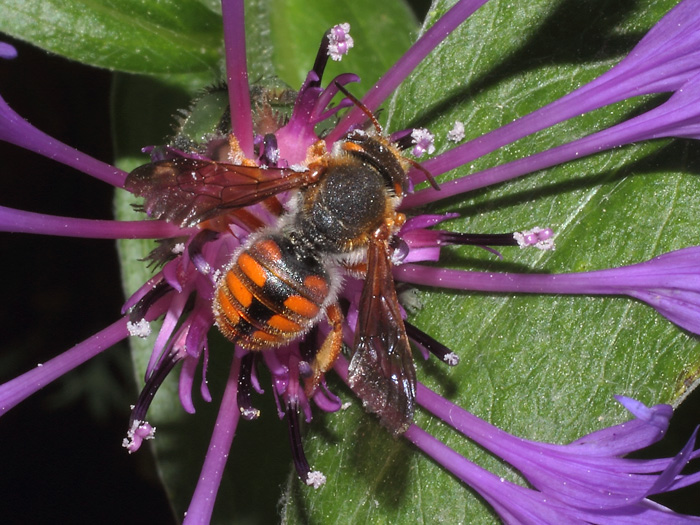 ab_rhodanthidium_sticticum_2014_01.jpg
